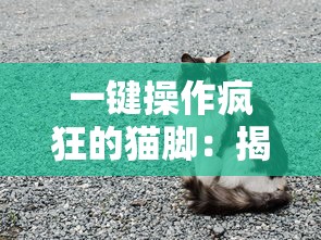 一键操作疯狂的猫脚：揭秘我的喵会功夫内置菜单的游戏互动与核心功能