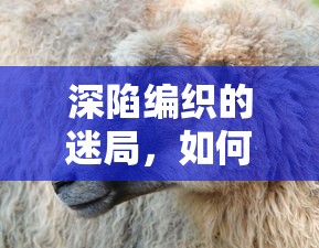 深陷编织的迷局，如何脱困？——专家深度剖析与宠物共享的人生攻略