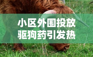 小区外围投放驱狗药引发热议:动保组织疾呼人道对待流浪狗，呼吁社区以科学方式解决问题