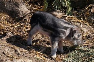 为何猴子很忙：猴子、猫咪与仓鼠的异同及其在动物行为研究中的重要意义