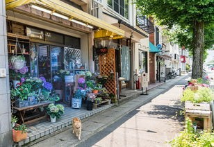 逐梦农家生活：解密旅行找元素农家小镇第四关，探索田园风情之美