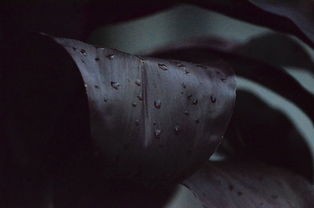 这个地下城有点怪角色：揭秘藏在黑暗角落的奇幻生物及其神秘历险记