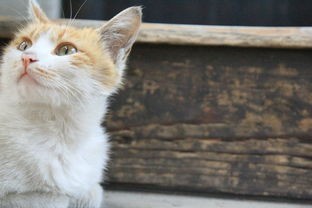 探寻那份宁静与慵懒：你的'猫之宿约者'，它的午后生活，凉了吗?