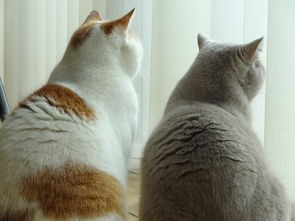 肆意温馨，感动万千：西蒙的猫动画片合集带你走进爱与友谊的奇妙世界