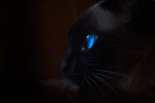 (喵星游戏平台)探寻喵星联盟APP真名盘点：这款喜欢猫咪玩家的利器到底叫什么?