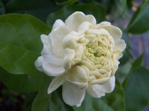 桃源乡不苦茉莉：论茉莉花在桃源乡田园诗化生活氛围中的文化象征及其对乡土情怀的影响