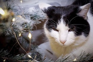 探讨猫咪主题成人最新地域网名取法：以地理文化为创新灵感，打造个性化网络身份标识