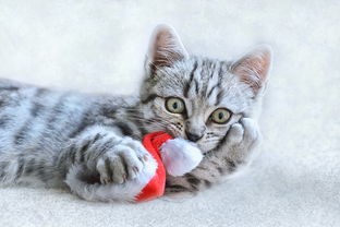 探讨猫咪主题成人最新地域网名取法：以地理文化为创新灵感，打造个性化网络身份标识