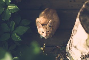 当遇见喵克斯更新后，只留下了猫的世界：新版本带来猫王登场，萌物横行主宰！