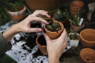 探索那些经典老游戏：像植物大战僵尸一样的趣味塔防游戏推荐与回顾