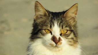 (猫咪斗恶龙3神器怎么打)猫咪斗恶龙3最强套装推荐：打败恶龙的必备装备和技能选择指南