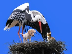 (猫咪斗恶龙第三条龙怎么打)探秘猫咪斗恶龙3：异世界冒险之旅，勇者猫咪与凶恶龙的对决！