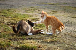 (猫咪斗恶龙第三条龙怎么打)探秘猫咪斗恶龙3：异世界冒险之旅，勇者猫咪与凶恶龙的对决！