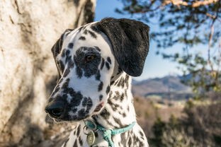 (桂林哪里有小狗卖)寻找爱犬首选地：桂林哪里可以买到健康可爱的小狗？
