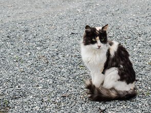 拆弹猫游戏规则详解：挑战智力与灵敏度，小心不要让猫掉进陷阱！