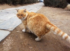 和你一起探索世界，遇见你的猫：逛逛攻略最全，细致分享步步惊喜、心动经历