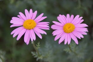 (时间花园怎么玩)在时间花园中绽放的植物：穿越时光的生机与灵动