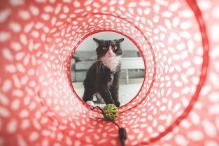(猫咪田园无限金币版下载)猫咪田园无限金鱼：在乡村田园间玩耍的可爱萌宠
