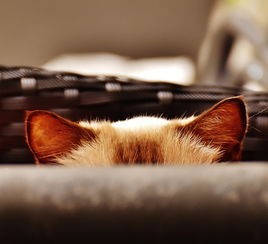(猫猫酱是啥)探寻神秘世界：猫酱物语游戏全新冒险，精彩不容错过！
