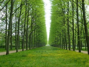 (盘点二十种绿色宝石)探索自然之美：揭示45种独特而迷人的绿色宝石全景及其神秘寓意