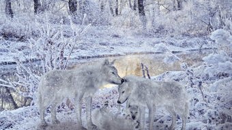 (神之猎场最新版下载)神之猎场兽：探秘神秘生物与狩猎技巧的奇幻旅程