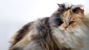 探究最粘人的猫咪：这些猫咪为何如此依赖主人，带给你无尽温暖与陪伴？