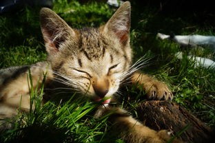 《猫之宿约者》为何在各大平台下架？背后原因及其影响深度分析