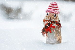 (暖雪攻略搭配)暖雪攻略