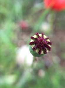 (forest花语活动所有树种)forest花语攻略