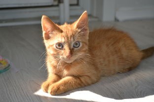 (尤猫醒醒超火限定)尤猫醒醒资源全解锁怎么弄的