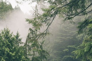 (幽深森林的探险作文)幽深森林