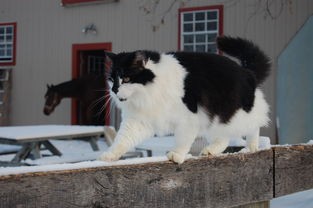 (开心猫舍s)开心猫舍官方补充内容解析，多元化视角下的猫咪养护之道