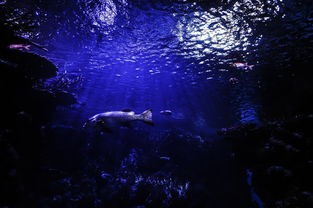(水族馆 下载)水族馆乐园免广告版深度解析，多元化视角下的体验与价值