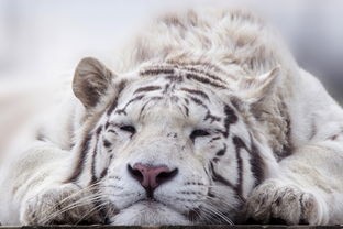 (有人拍到独角兽视频)探秘神秘生物——独角兽，现实与传说的碰撞