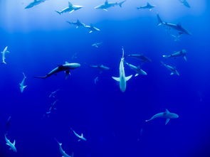 (水族馆里100种动物名称分类)水族馆是一个充满神奇与奥秘的地方，它汇聚了来自世界各地的海洋生物。在这里，我们可以近距离观察到100种形态各异的动物。下面，我将从多个角度对这些动物进行分析介绍，并提出一些问题。