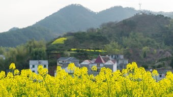 (花田是谁的绰号)花田，农业发展的新视角与挑战