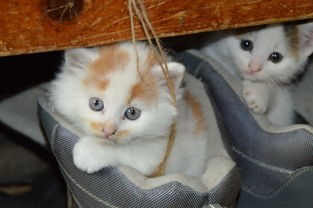 (达猫小分队礼包码)达猫小分队爪游宝深度解析，多元化视角下的游戏产业探讨