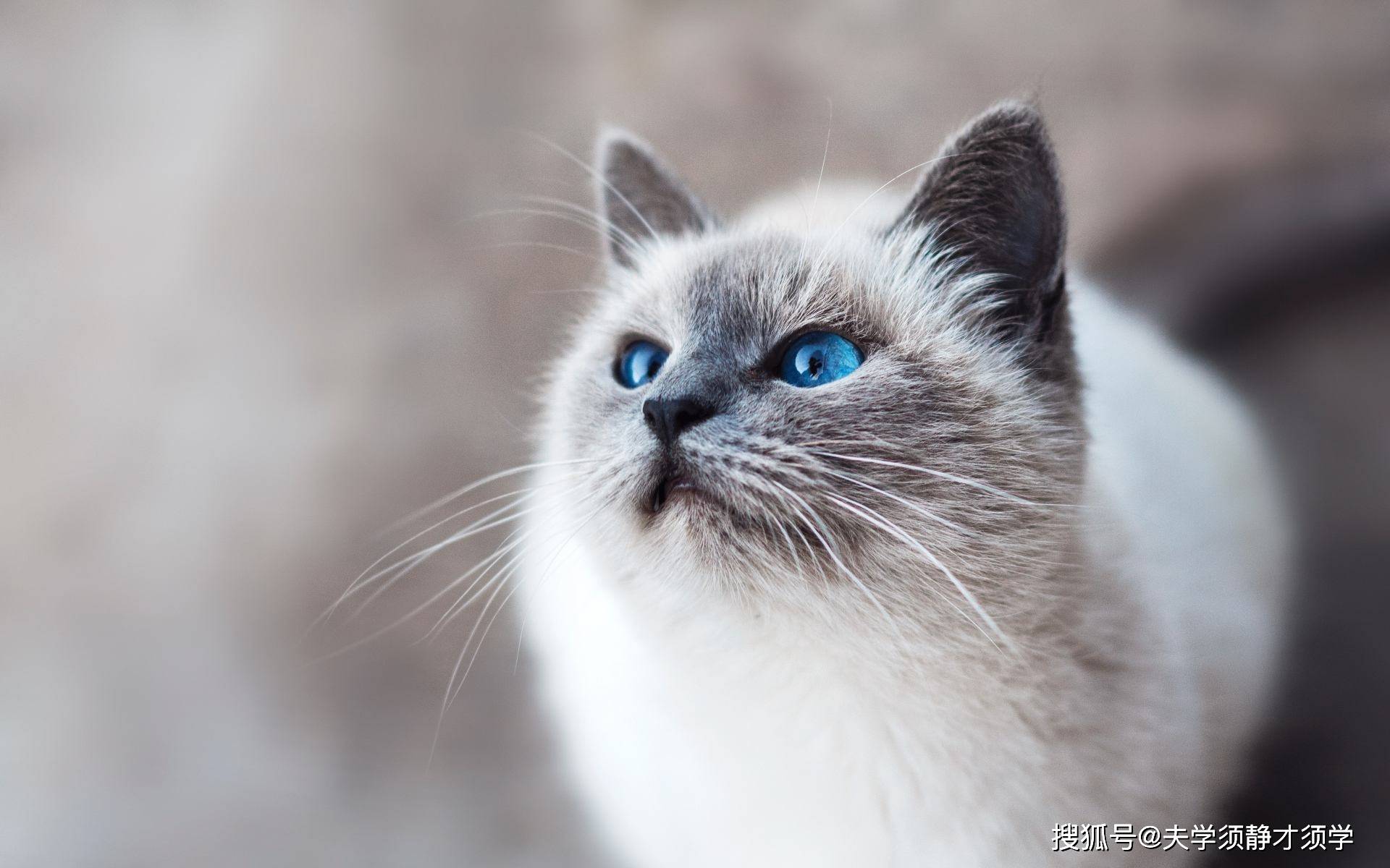 猫咪大作战内置菜单mod最新下载联机版2024无广告-猫咪大作战内置菜单mod无敌版v.7.12