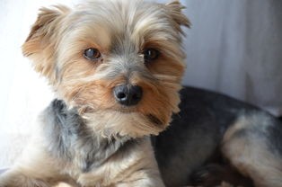 (塞勒特大陆攻击距离最长)塞勒特大陆，魔灵世界的奥秘探索