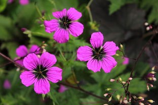 (消除花朵)花朵轻松消，一种绿色环保的植物降解产品