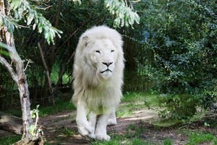 (口袋宠物世界下载)口袋宠物世界的奇幻之旅——多元化分析及常见问答